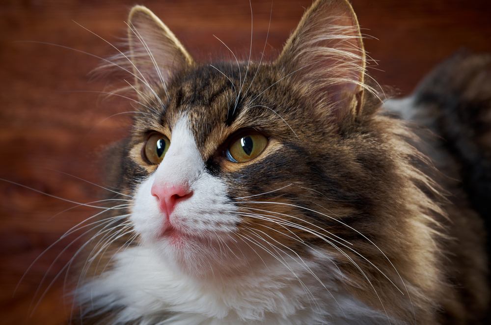 close up long hair cat