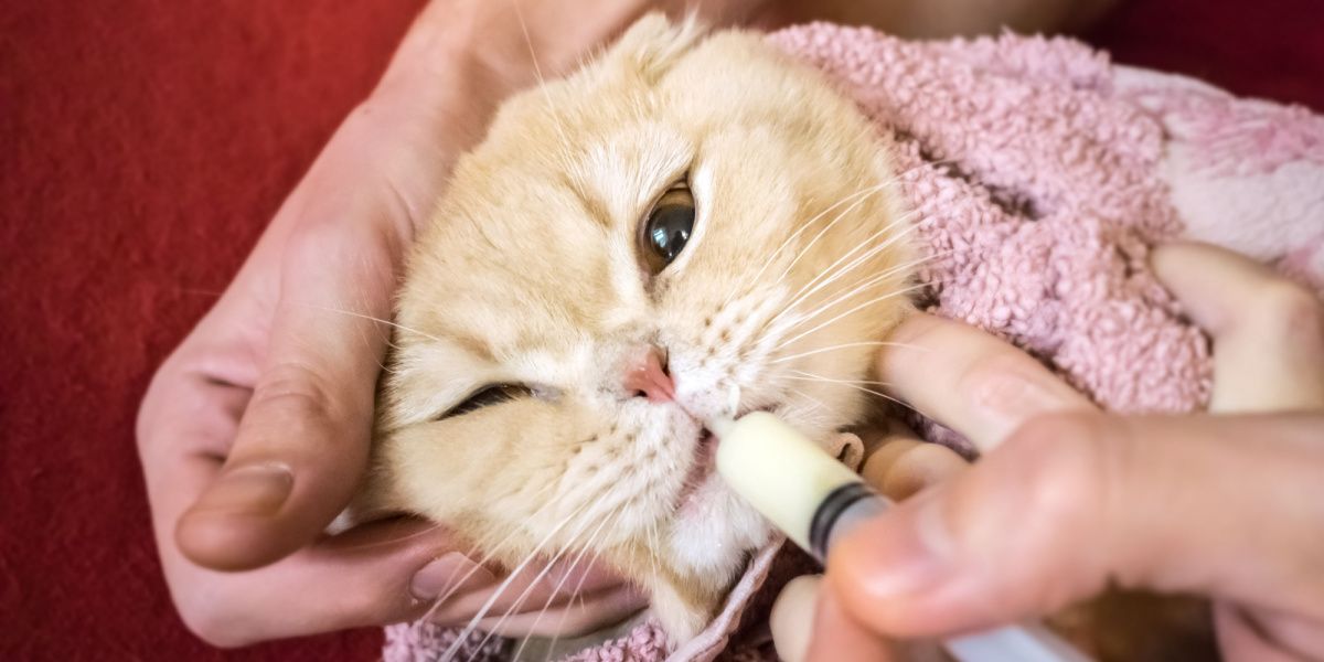 Man's hand gently administering medicine to a Scottish cat wrapped in a towel using a syringe