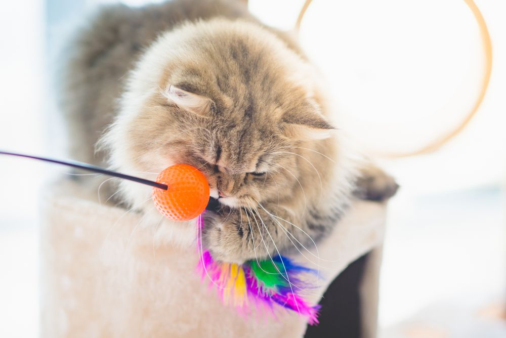 Persian cat energetically playing with a toy on a cat tower