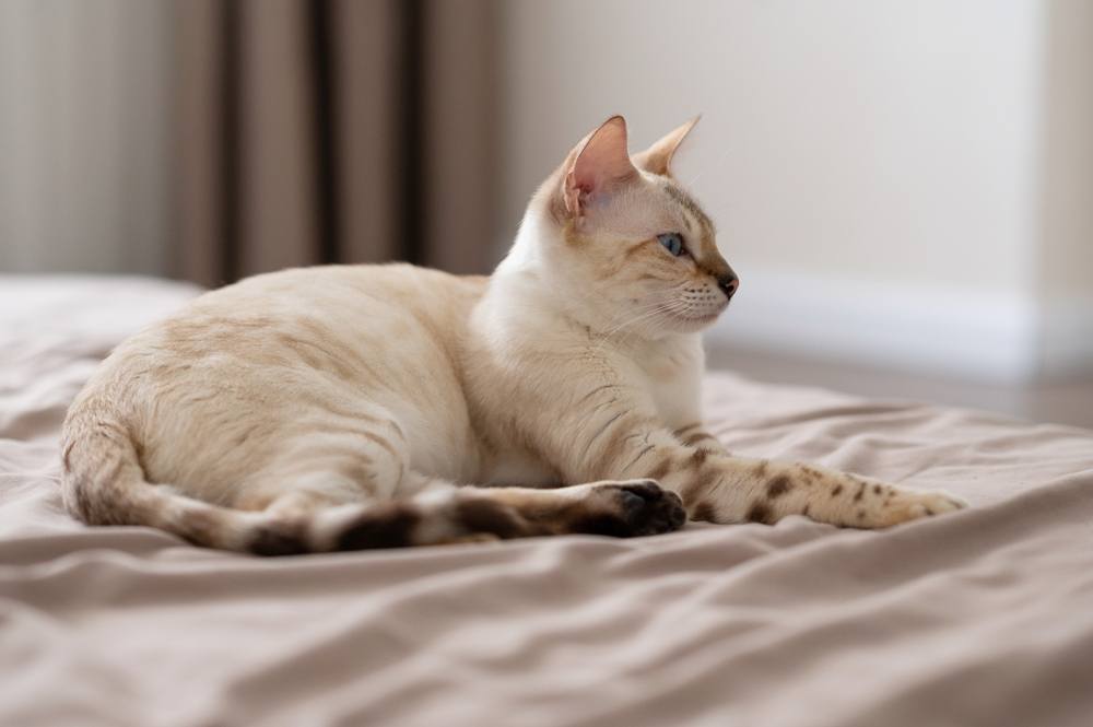 pregnant light brown cat is lying on the bed