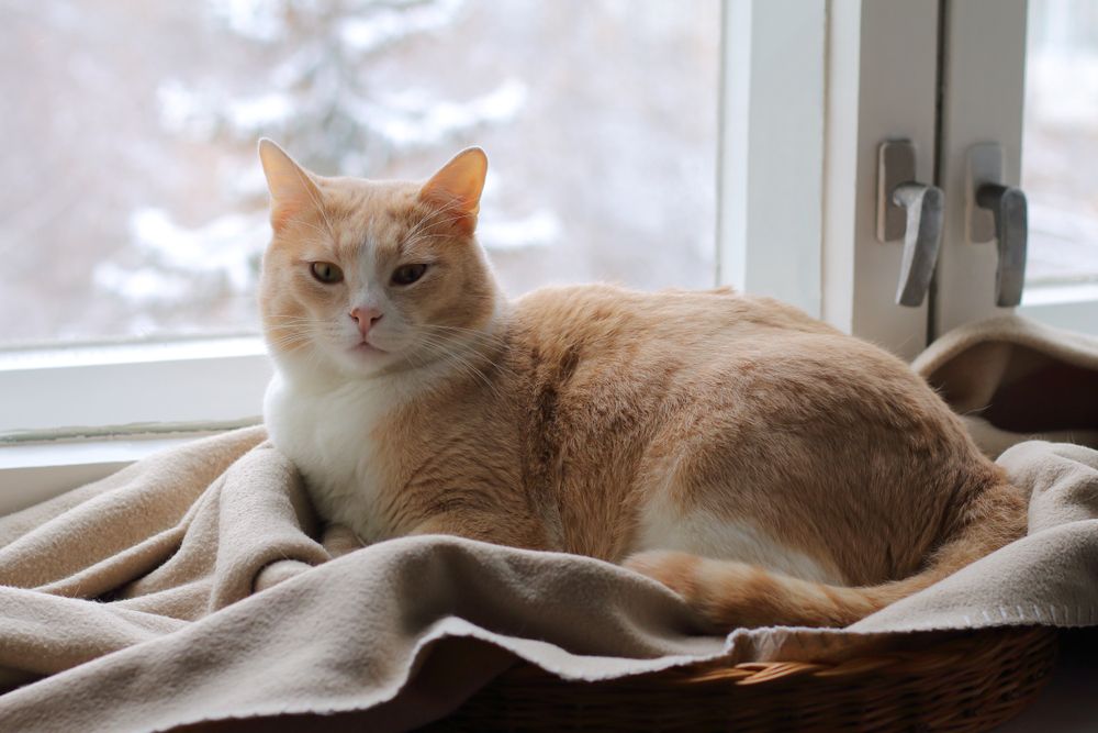 red cat sits on a rug at the window