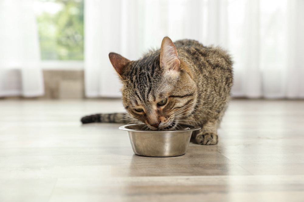 Tabby cat relishing cat treats on the indoor floor,