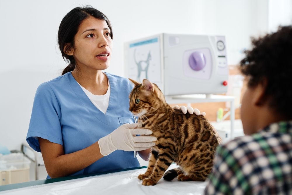 Veterinarian engaging in a discussion with Bengal cat owners about the administration of liquid medication