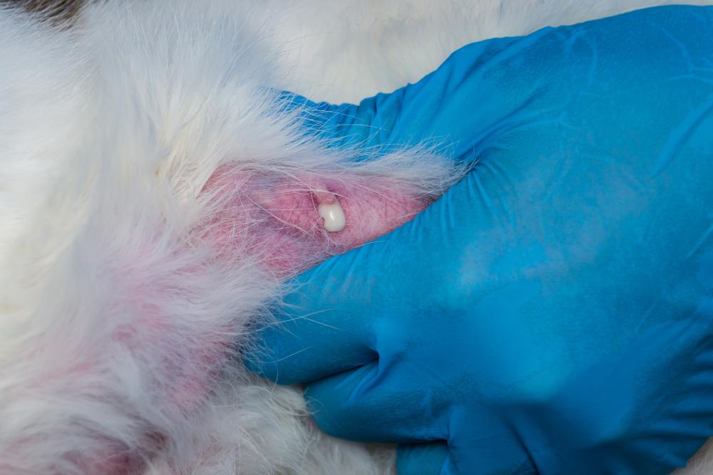 Veterinarian providing a massage to the mammary gland of a cat with mastitis to express infected milk