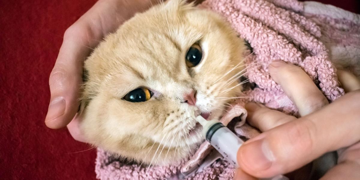 Orbax for Cats: Man's hand administering medicine to a Scottish cat using a syringe, demonstrating responsible pet care."