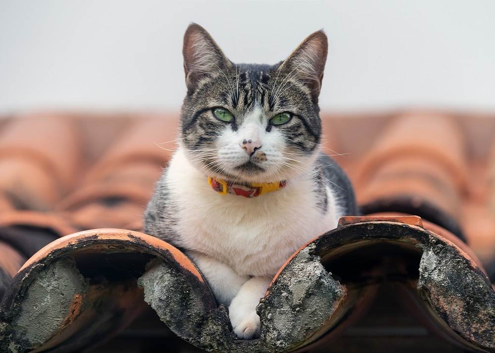 Facts about male cats: A tabby male cat perched on a rooftop, surveying its surroundings with a watchful demeanor.