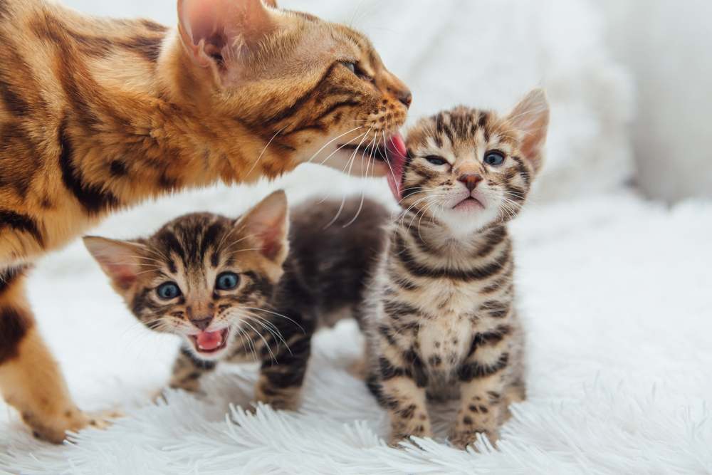 An adorable golden Bengal mother cat cuddling with her tiny kitten, showcasing their precious bond.