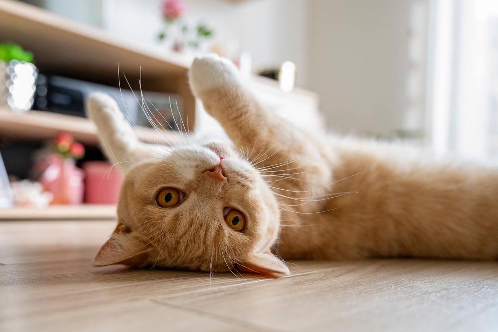 British cat rolling on a clean floor treated with bleach