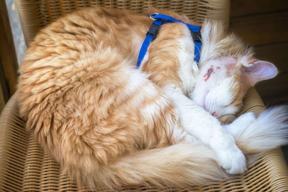 Bot fly in cats: Cat peacefully sleeping with a healing abscess on its cheek, highlighting the resilience and recovery abilities of felines.