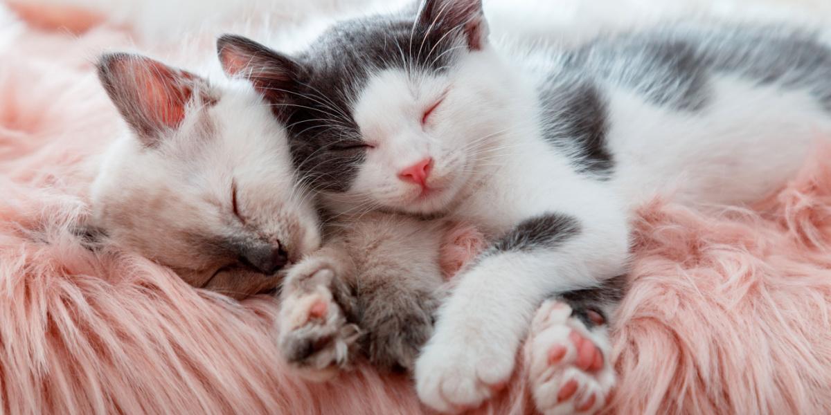 Cute kittens sleeping together in a heartwarming display of affection