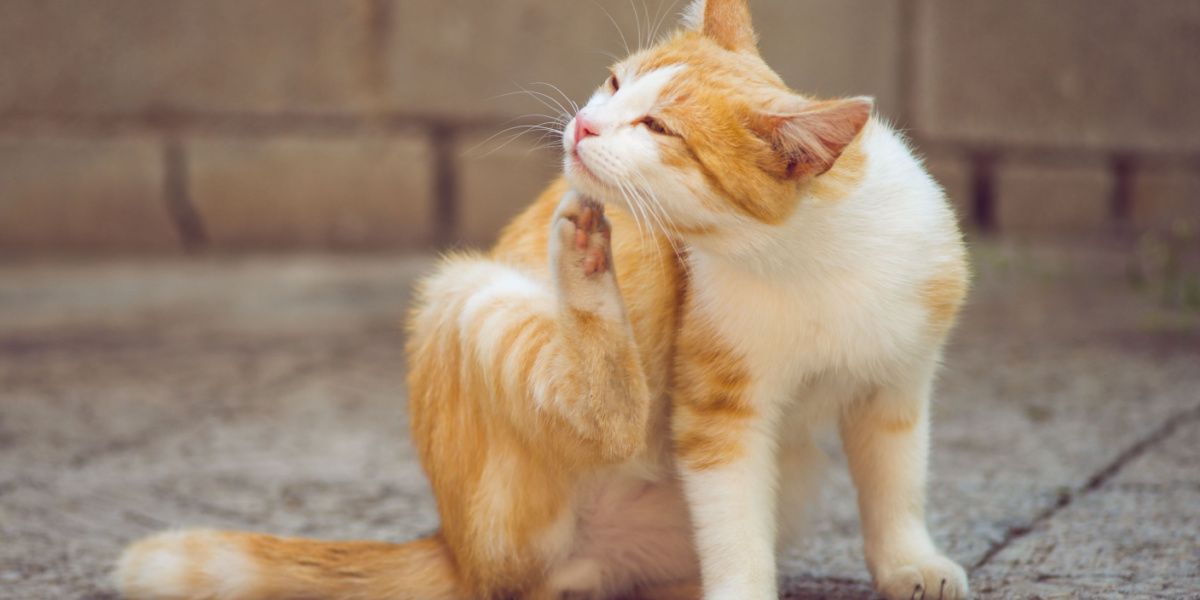 Ginger and white cat scratching behind its ear with its paw