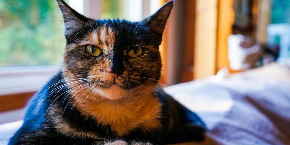 A tortoiseshell cat peacefully resting on a sofa, showcasing its unique and colorful coat.