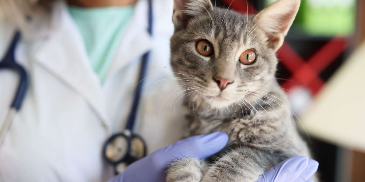 Veterinary hands holding a beautiful cat in a veterinary clinic, providing care and attention to the feline patient