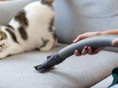 White cute cat feeling afraid of a vacuum cleaner, highlighting the common fear some cats have of household appliances.