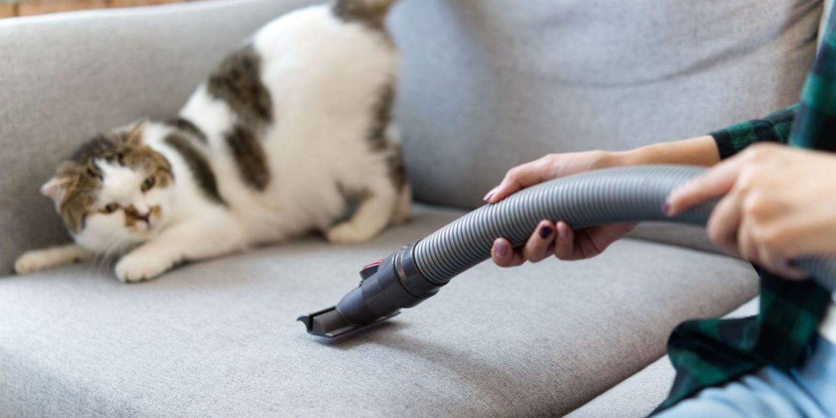 White cute cat feeling afraid of a vacuum cleaner, highlighting the common fear some cats have of household appliances.