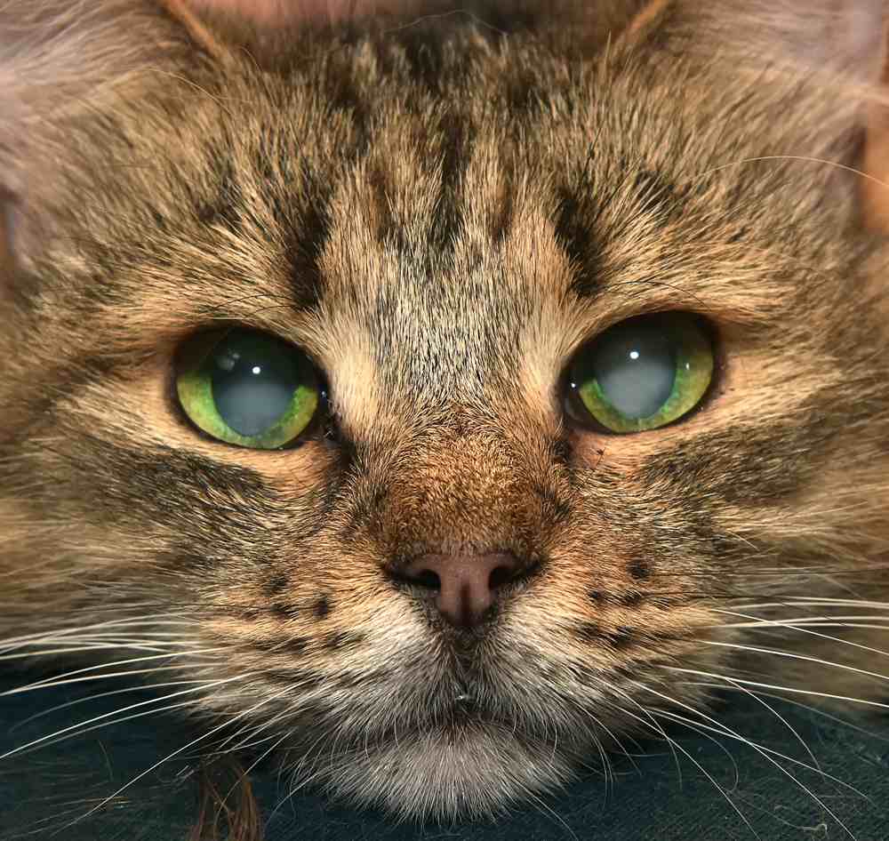 adorable fluffy Siberian with cataracts