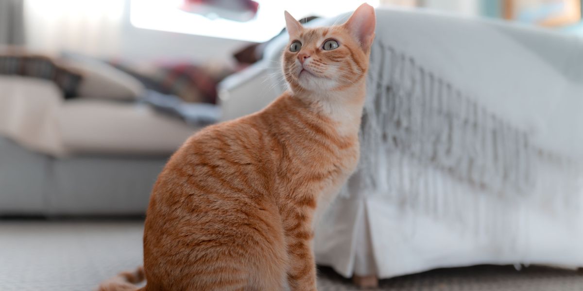 Glandex for Cats: A tabby cat gazing curiously at the camera