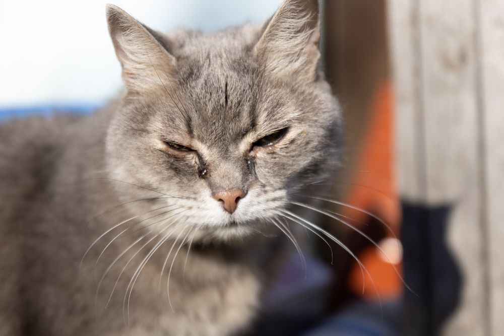 cat with Blocked tear ducts