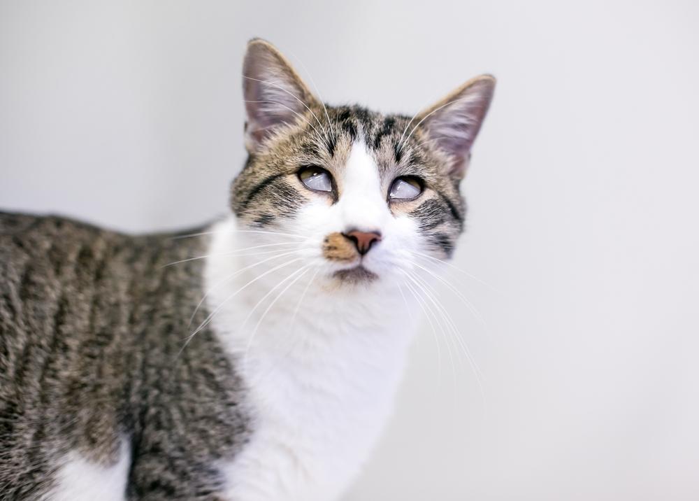 cat with Prolapsed Third Eyelids