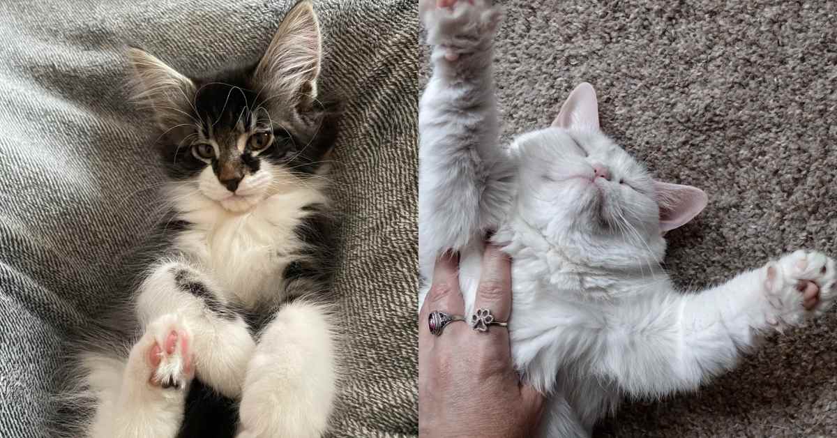 Split view of two cats: Leo, the Maine coon x Norwegian forest cat, on the left, and a fluffy white cat on the right