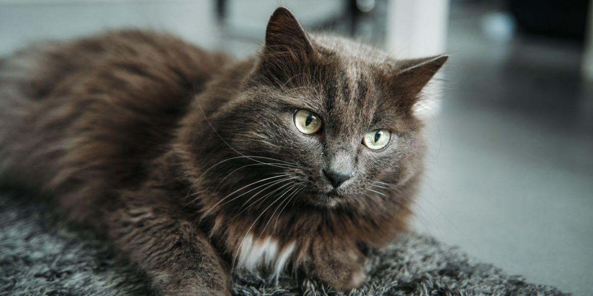 A close-up portrait of a gray male cat with striking green eyes, capturing the cat's intense and captivating gaze.