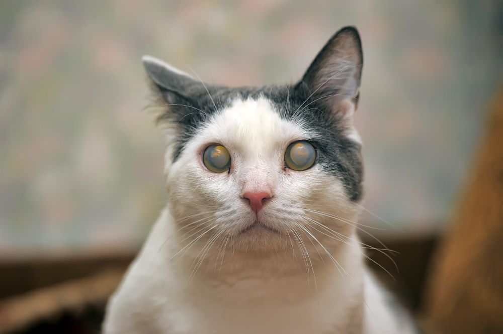 white with gray blind cat