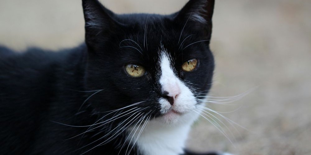 Brown spots in the iris of a black-and-white cat.