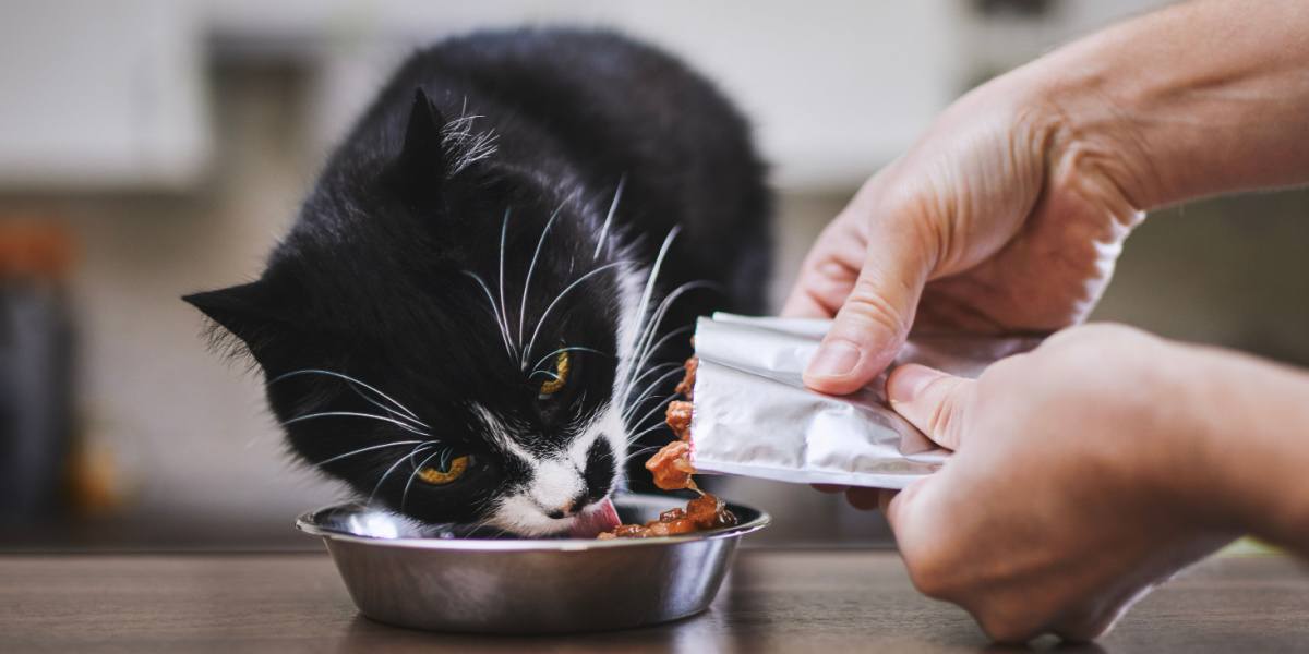 Man feeding his hungry cat