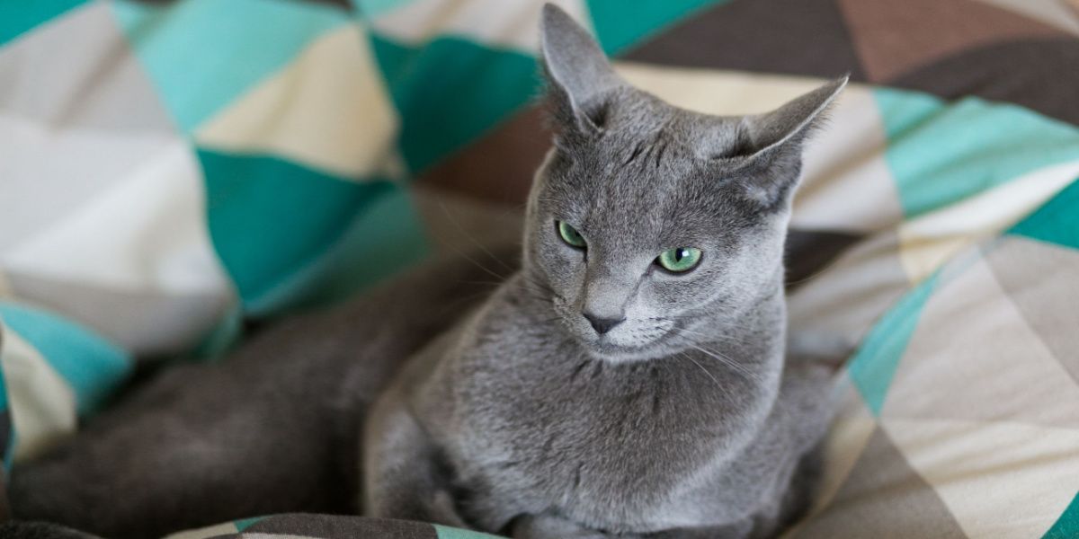 Charming one-year-old kitten comfortably nestled in bed, looking cute and content