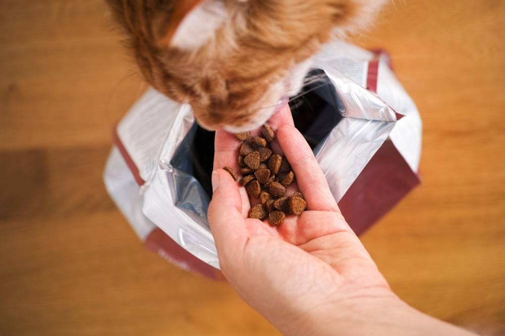 ginger Maine Coon cat eating cat food from a woman hand