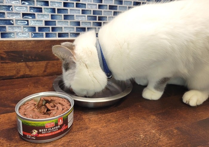 cat won't eat wet cat food