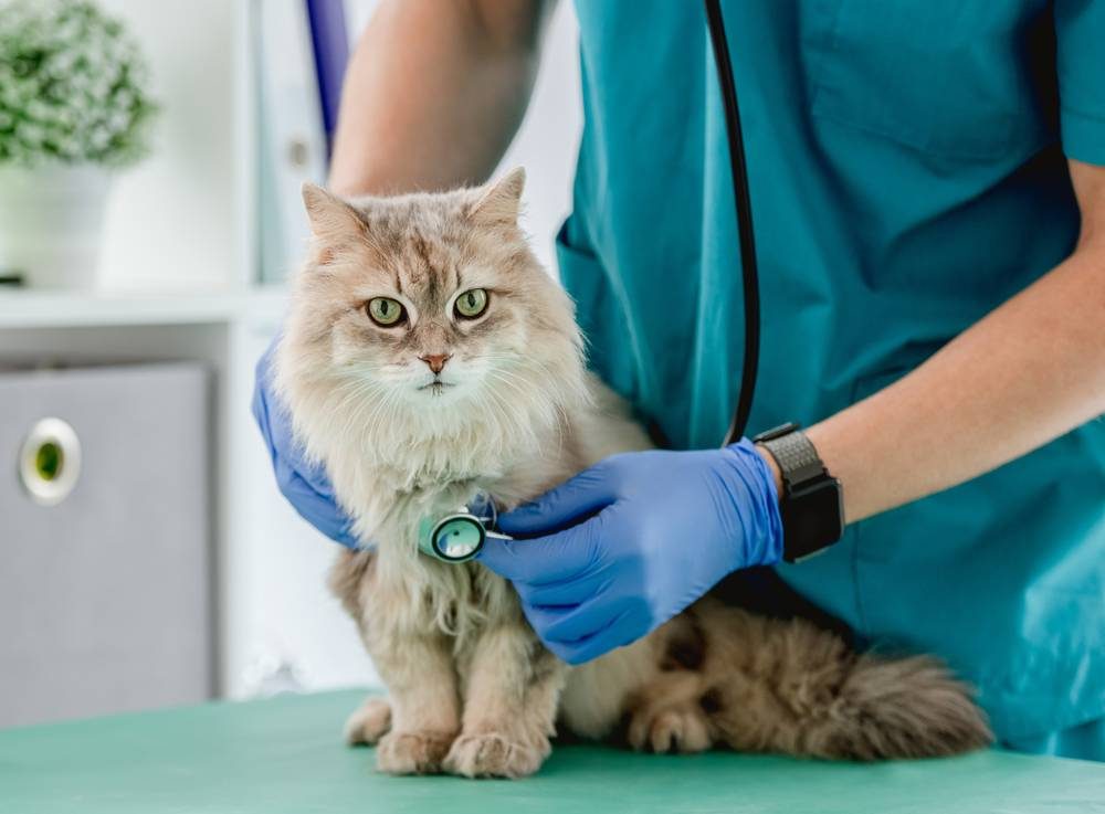 Vet listening fluffy cat using stethoscope