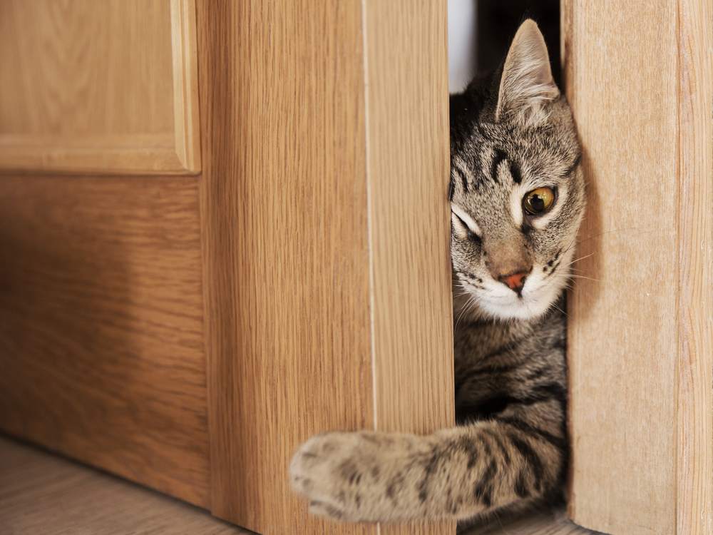 gray cat trying to climb in through the door