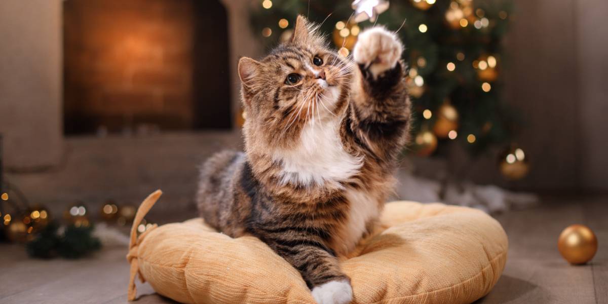 tabby cat playing christmas decor