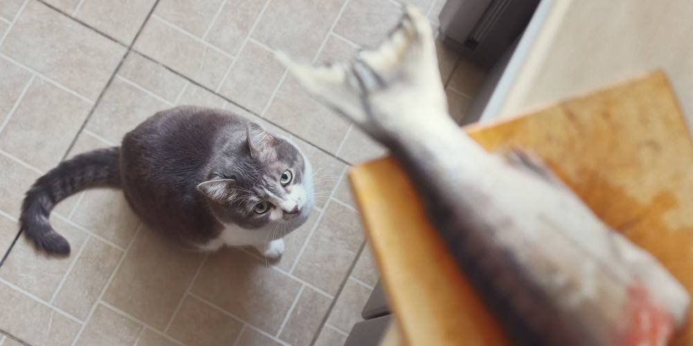 A cat looking curiously up at a fishtail on the kitchen counter