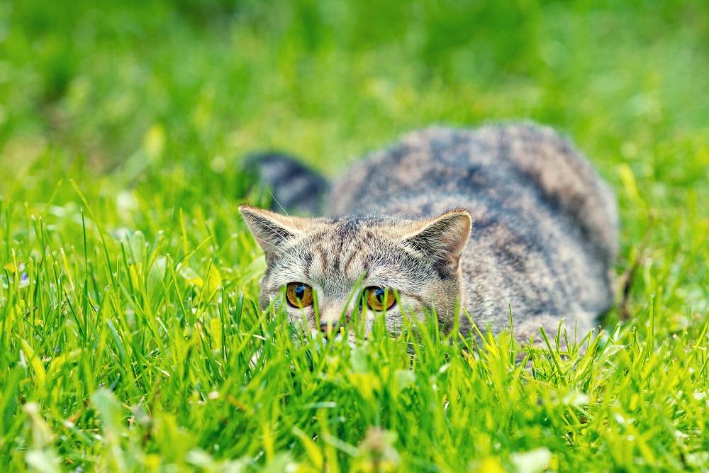 Cat Hiding in Grass