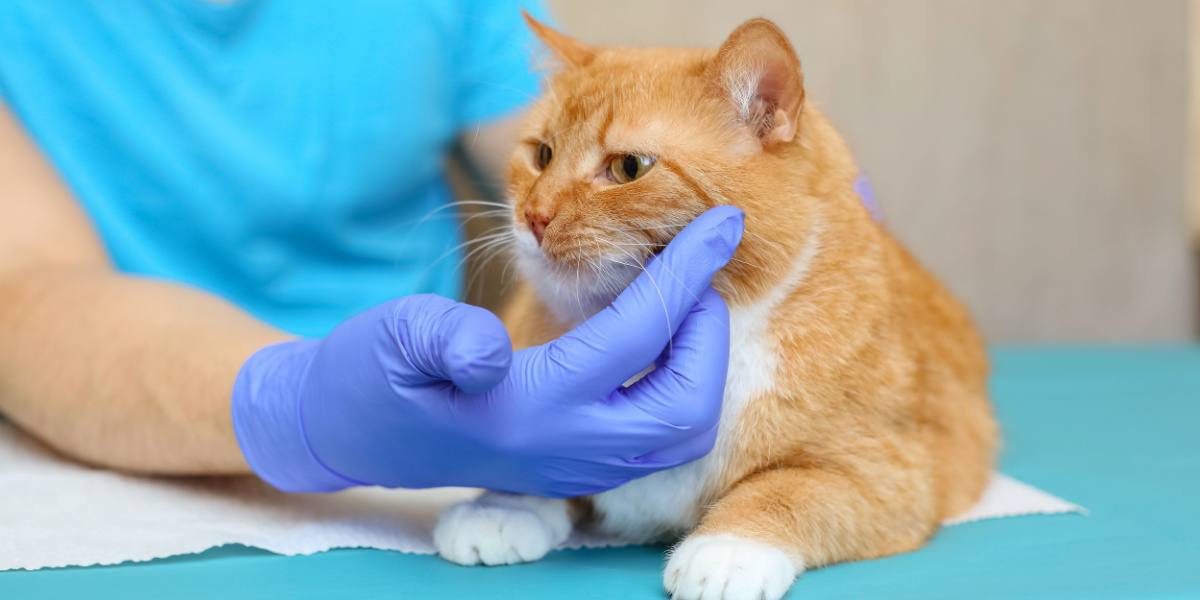 Cat with red fur at vet's examination table