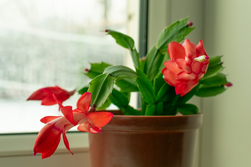 Christmas Cactus