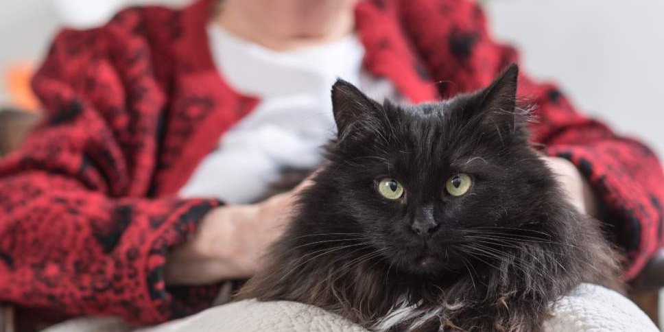 Close up image of a gray cat being petted by elderly woman in background.