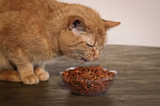 10 Questionable Cat Food Ingredients to Avoid