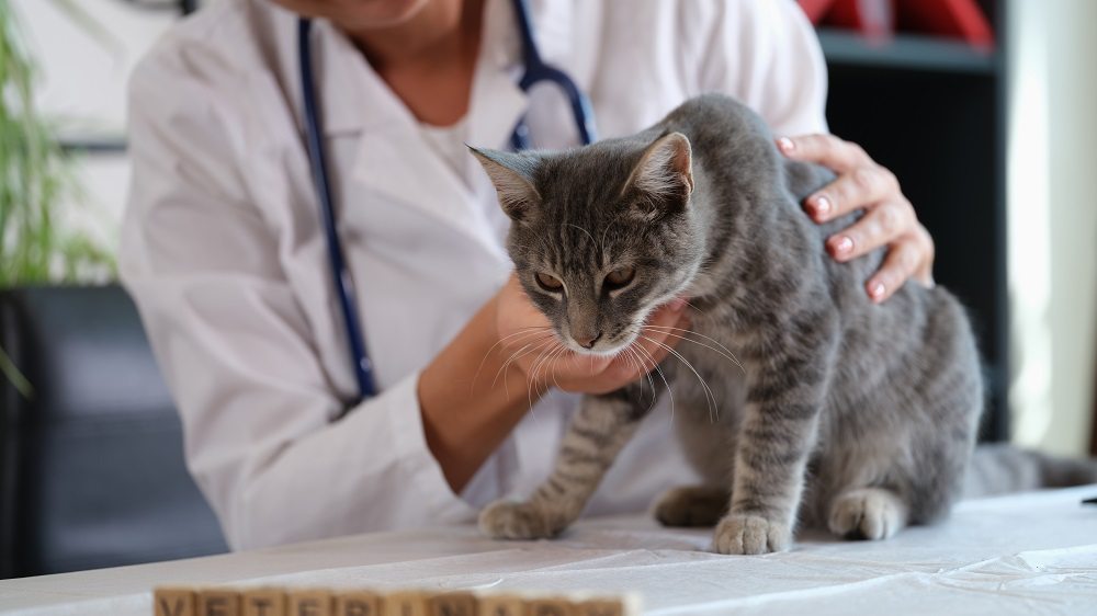 Close up of a gray tabby cat being examined by a female veterinarian wearing a white coat and stethoscope.