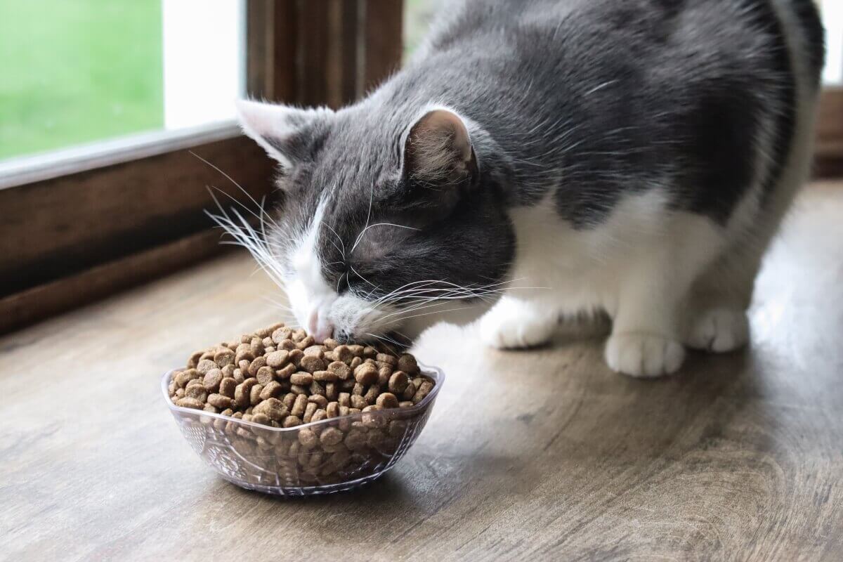 How to Keep Cat Food Fresh for Longer