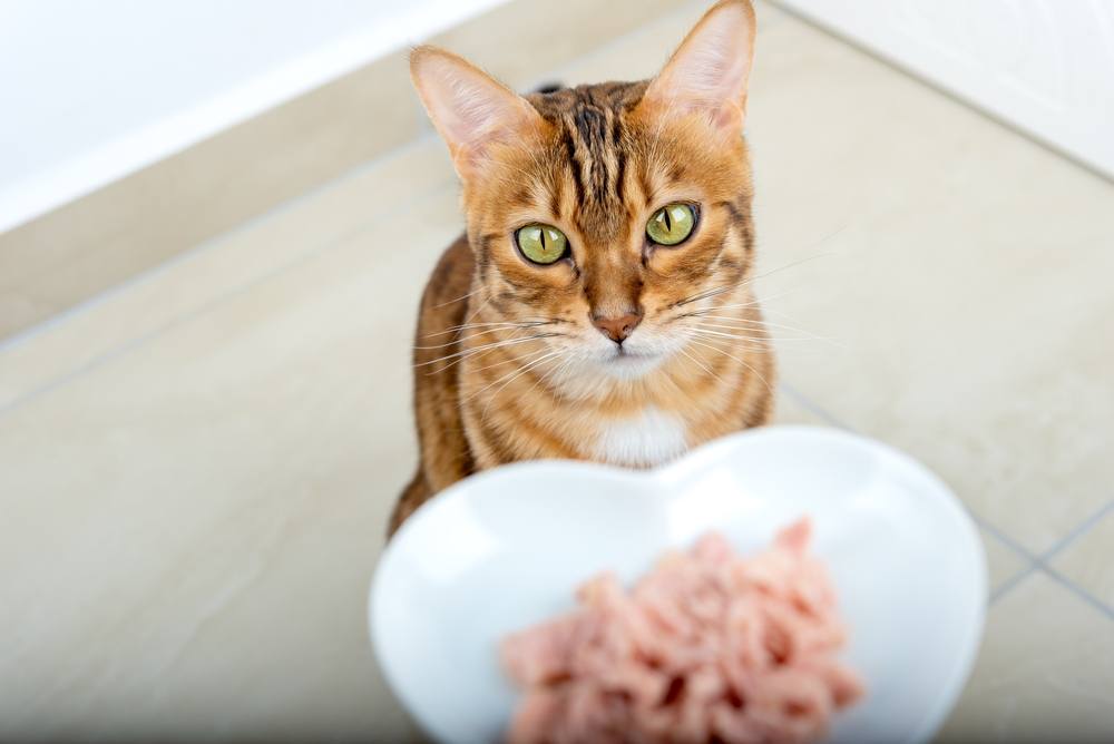 Cat assessing their new bowl for wet food