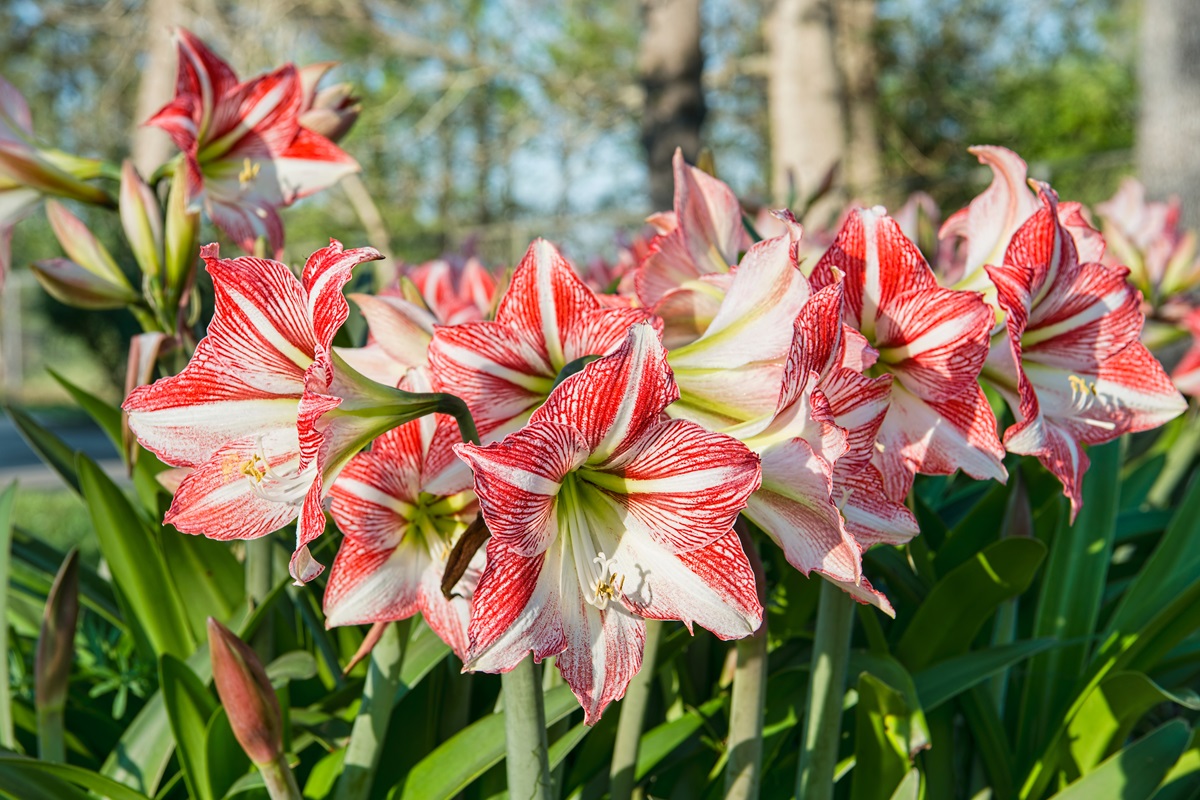 Amaryllis