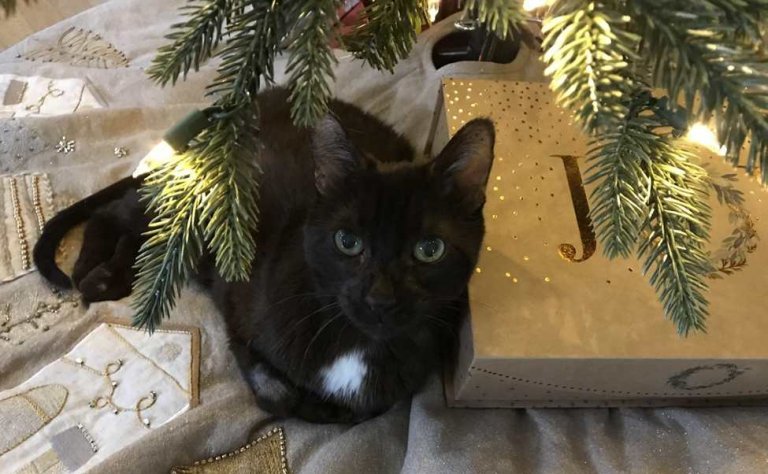 Which Holiday Plants Are Toxic for Cats?