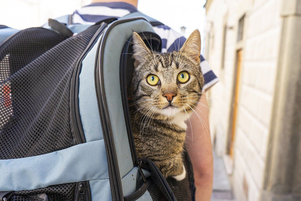 cat travel