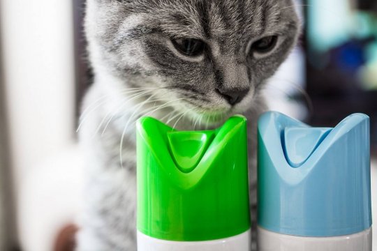 Are Air Fresheners Safe for Cats?