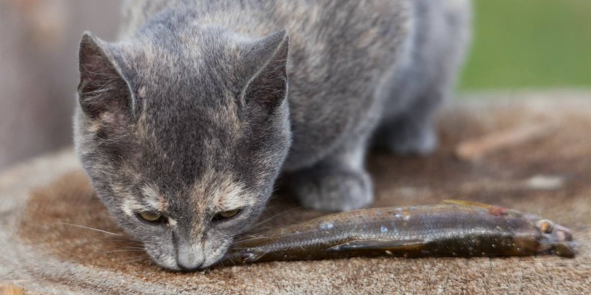 Grey tabby cat nibbles on a small fish.