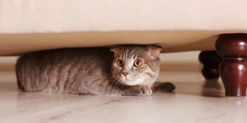 cat hiding under furniture with wide eyes