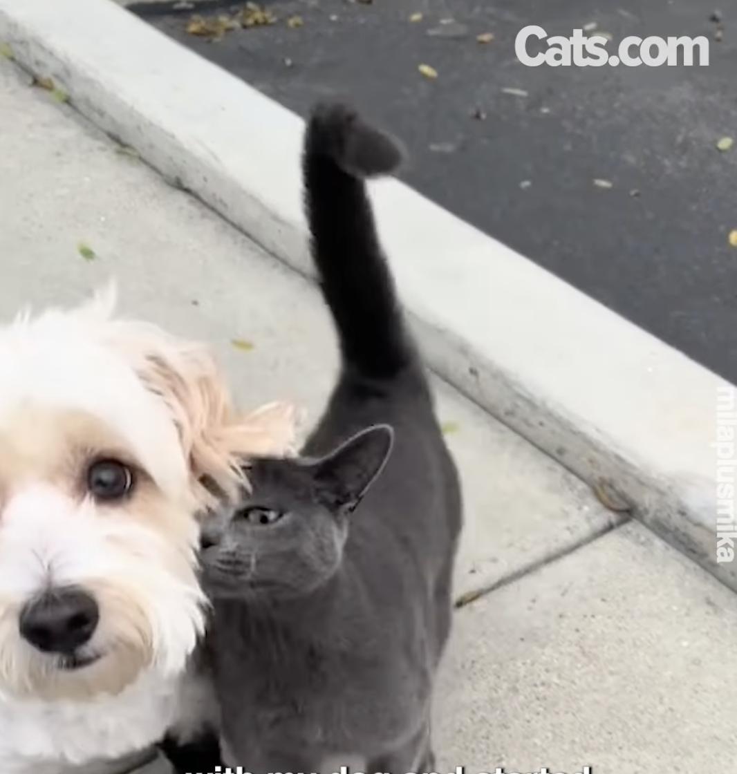 Mika, the stray cat, nuzzles against Mila, who is out on her walk.